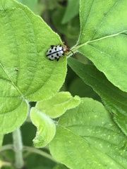 Alagoasa tridecimmaculata