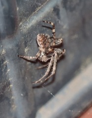 Larinioides sclopetarius