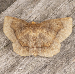 Metarranthis hypochraria