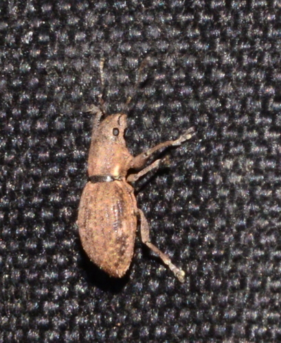 Fuller's rose weevil