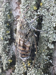 Cicada orni