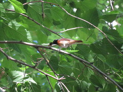 Phoenicurus phoenicurus