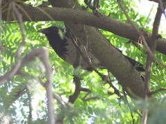 Corvus cornix
