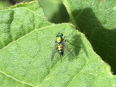 Condylostylus occidentalis