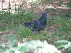 Columba livia domestica