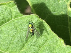 Condylostylus occidentalis