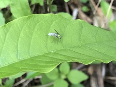 Condylostylus occidentalis