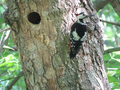 Dendrocopos syriacus