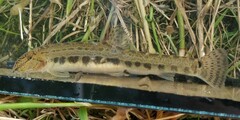 Cobitis taenia