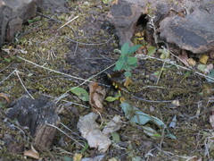 Megascolia maculata maculata