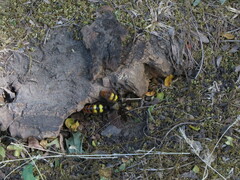 Megascolia maculata maculata