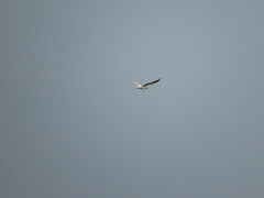 Chroicocephalus ridibundus