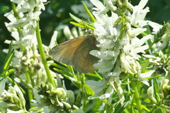 Colias canadensis