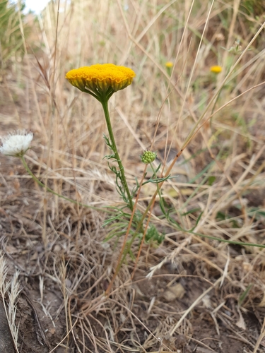 Lonas annua, photograph 4