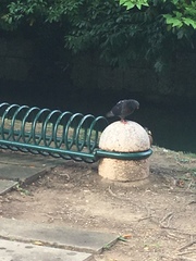 Columba livia domestica