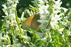 Colias canadensis