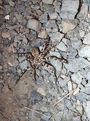 Eusparassus
