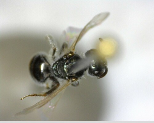 iNaturalist observation photo of Incomplete Sweat Bee