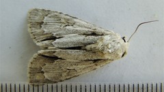 Acronicta laetifica