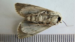 Acronicta laetifica
