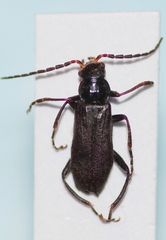 Cantharis tristis