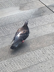 Columba livia domestica