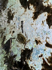 Nepoidea
