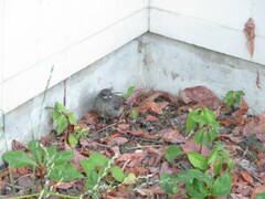 Phoenicurus ochruros