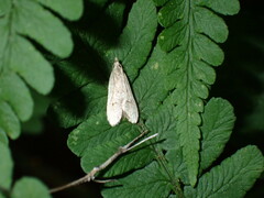 Dichomeris punctidiscellus