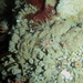 Tunic-Band Compound Tunicate - Photo (c) Alison Young, some rights reserved (CC BY-NC), uploaded by Alison Young