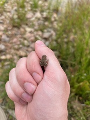 Anaxyrus woodhousii