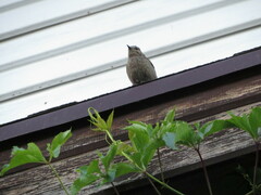 Phoenicurus ochruros