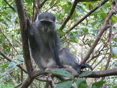 Cercopithecus mitis albogularis