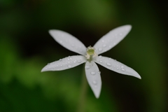 Hippobroma longiflora