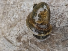 Lymnaeidae