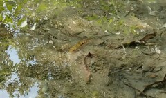 Thorichthys maculipinnis