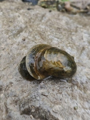 Lymnaeidae