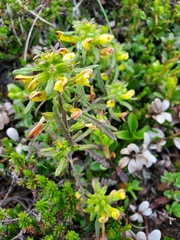 Pedicularis labradorica