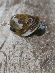 Lymnaeidae