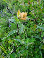 Castilleja unalaschcensis