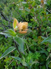 Castilleja unalaschcensis