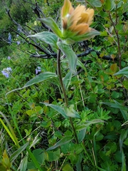 Castilleja unalaschcensis