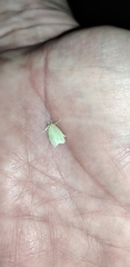 Tortrix viridana