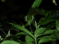 Ruellia saulensis