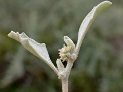 Atriplex leptocarpa