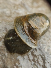Lymnaeidae