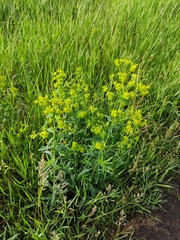 Euphorbia virgata