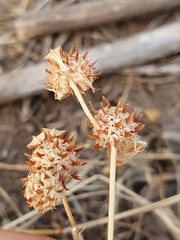 Trifolium glomeratum image