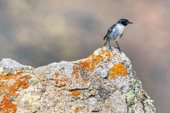 Saxicola dacotiae