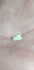 Tortrix viridana